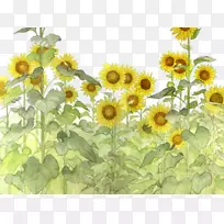 普通向日葵-空若网 普通向日葵-空若网