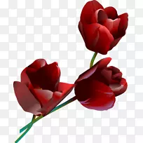 花园玫瑰-娇嫩美丽-空若网 花园玫瑰-娇嫩美丽-空若网