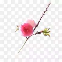 ӣ��֦-�ۺ�ɫӣ��֦-������