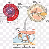 听觉系统前庭系统听觉耳蜗-空若网 听觉系统前庭系统听觉耳蜗-空若网