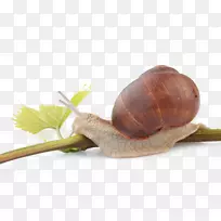 ˫��������Ƭ����-������