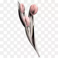 纹身博客花-空若网 纹身博客花-空若网