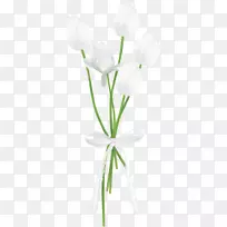 郁金香切花花型花束郁金香-空若网 郁金香切花花型花束郁金香-空若网