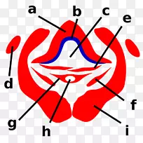 昆虫口器节肢动物口器鹿蝇昆虫-空若网 昆虫口器节肢动物口器鹿蝇昆虫-空若网