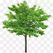 ÉãÓ°Ê÷-Ãâ·Ñ¼ôÌù»-Ê÷-¿ÕÈôÍø ÉãÓ°Ê÷-Ãâ·Ñ¼ôÌù»-Ê÷-¿ÕÈôÍø