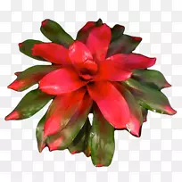 切花,开花植物,一年生植物-植物-空若网 切花,开花植物,一年生植物-植物-空若网