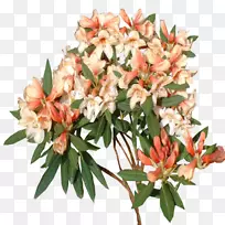 切花杜鹃植物-空若网 切花杜鹃植物-空若网