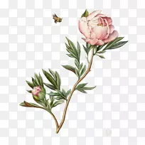 植物插图画水彩画牡丹插图水彩画牡丹-空若网 植物插图画水彩画牡丹插图水彩画牡丹-空若网