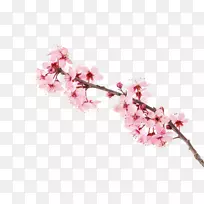 樱花摄影-樱花-空若网 樱花摄影-樱花-空若网