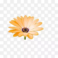剪贴画-菊花盛开-空若网 剪贴画-菊花盛开-空若网