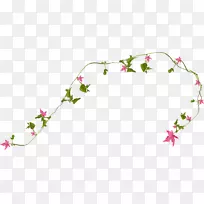 藤-空若网 藤-空若网