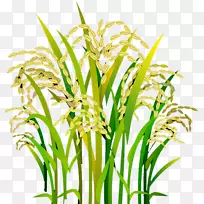 水稻-空若网 水稻-空若网