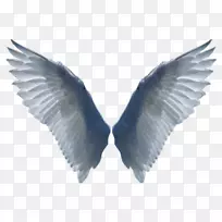 桌面壁纸鸟翼夹艺术-鸟-空若网 桌面壁纸鸟翼夹艺术-鸟-空若网