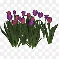 郁金香切花花束郁金香-空若网 郁金香切花花束郁金香-空若网