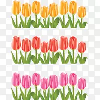 郁金香花-郁金香-空若网 郁金香花-郁金香-空若网