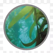 �����壬���壬ɭ�����࣬ɫ��-������