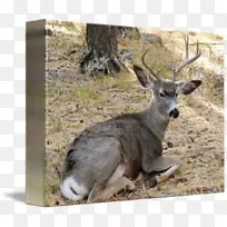 ��β¹��½������¹-������