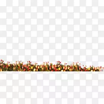 郁金香水彩画花-郁金香花1-空若网 郁金香水彩画花-郁金香花1-空若网