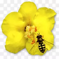 蜜蜂益虫动物昆虫-空若网 蜜蜂益虫动物昆虫-空若网