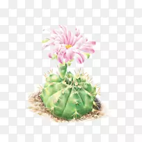 �����ƿƲ�ɫǦ�ʻ���ͼ-�����ƻ�-������