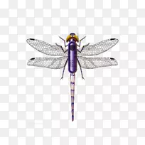 蜻蜓昆虫紫色-不一样的材料图片蜻蜓-空若网 蜻蜓昆虫紫色-不一样的材料图片蜻蜓-空若网