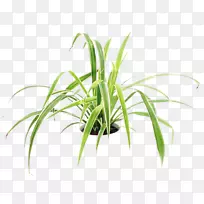 ���½��ֲ��Ҷֲ�ﾥҶ-������