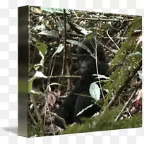 动物野生动物分支动物-动物-空若网 动物野生动物分支动物-动物-空若网