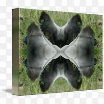 大猩猩毛鼻子动物-大猩猩-空若网 大猩猩毛鼻子动物-大猩猩-空若网