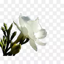 夹竹桃花瓣花-空若网 夹竹桃花瓣花-空若网