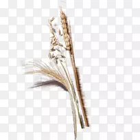 马斯里麦片博士Oetker水果糖-糖-空若网 马斯里麦片博士Oetker水果糖-糖-空若网