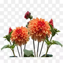 ����������-������