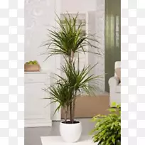 龙树植物幸运竹龙骨龙。龙须草-植物-空若网 龙树植物幸运竹龙骨龙。龙须草-植物-空若网