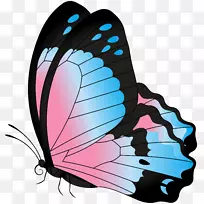 剪贴画-蝴蝶蓝粉色透明剪贴画图片-空若网 剪贴画-蝴蝶蓝粉色透明剪贴画图片-空若网