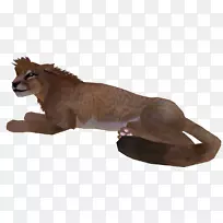 大猫美洲狮陆生动物毛皮猫-空若网 大猫美洲狮陆生动物毛皮猫-空若网