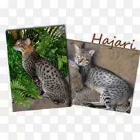 �����������ݵ��ϼ���è��ԭè-������