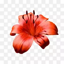 百合花束-空若网 百合花束-空若网