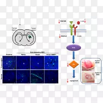 单纯疱疹病毒治疗癌细胞-绿色异基因癌细胞-空若网 单纯疱疹病毒治疗癌细胞-绿色异基因癌细胞-空若网