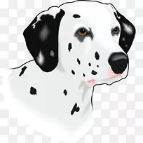 ´ï¶ûÂíÌáÑÇÈ®Pongo PerditaС¹·£¬´ïÂíÌáÑÇèͷÂÖÀª-¿ÕÈôÍø ´ï¶ûÂíÌáÑÇÈ®Pongo PerditaС¹·£¬´ïÂíÌáÑÇèͷÂÖÀª-¿ÕÈôÍø