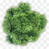 叶蔬菜食品生菜营养蔬菜-空若网 叶蔬菜食品生菜营养蔬菜-空若网