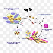 ������ƶѪ������c fanca BRCA 1 BRIP 1-������