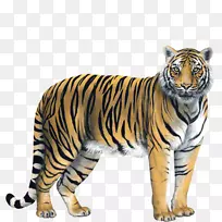 虎墙贴纸-老虎-空若网 虎墙贴纸-老虎-空若网