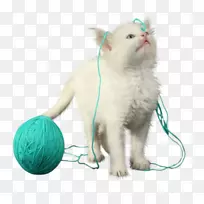 胡须,小猫,毛皮,鼻子,爪子-小猫-空若网 胡须,小猫,毛皮,鼻子,爪子-小猫-空若网