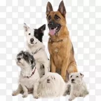 拉布拉多猎犬澳大利亚牧羊犬训练犬的敏捷性-猫-空若网 拉布拉多猎犬澳大利亚牧羊犬训练犬的敏捷性-猫-空若网