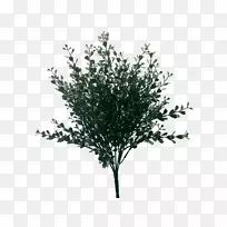 ��ľ�˹�����ֲ��jmc���ܻ���-������