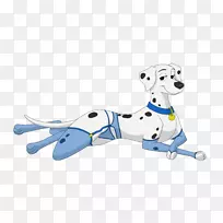 达尔马提亚犬繁殖非运动团体技术-空若网 达尔马提亚犬繁殖非运动团体技术-空若网