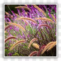 热带木本竹观赏性草竹-空若网 热带木本竹观赏性草竹-空若网