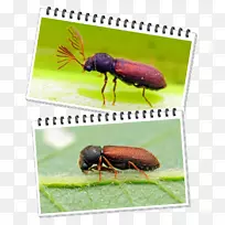 象鼻虫叶甲虫-空若网 象鼻虫叶甲虫-空若网