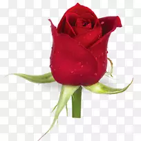 花园玫瑰切花植物茎玫瑰-空若网 花园玫瑰切花植物茎玫瑰-空若网