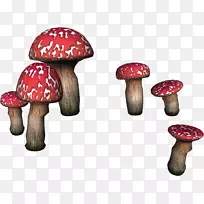 ʳ�þ�ţ�ξ���-������