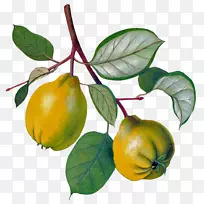 甜酒苹果柿子甜瓜苹果-空若网 甜酒苹果柿子甜瓜苹果-空若网